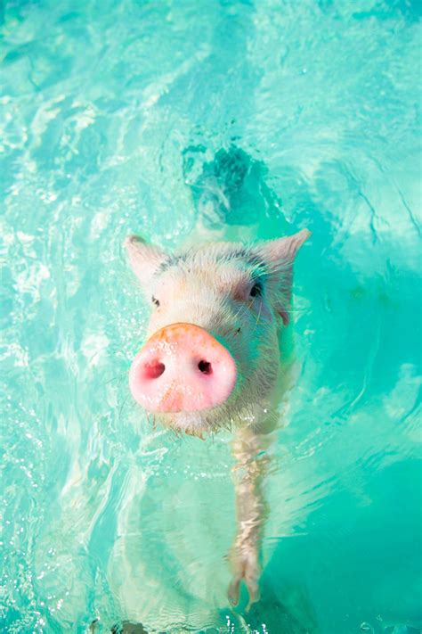 carnival swimming with pigs|Swimming with the Pigs: Express